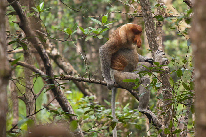 Tarakan Kalimantan