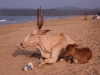 Agonda Beach, Goa