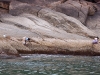 Women collecting shell fish.