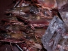 Seafood on display at a beach front restaurant, Agonda Beach