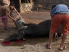 Cow killed for Aoleong Festival