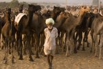 pushkar-mela Pushkar.