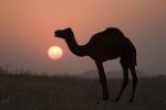pushkar-sunsets Sunset, Pushkar.