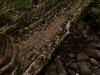 Small root bridge near Nongriat