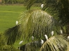 Birds in palm tree, near Gokarna.