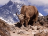 Lhotse and yak hiking to Phortse