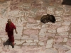 Monk and dog in the courtyard, Hemis Festival.