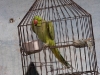 Caged bird, Khajuraho.