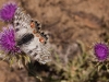 Wildflower and moth near my camp above Parkachik Glacier