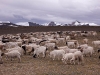 Goats grazing on the plateau above the Kyamayuri La
