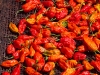 Raja Meirch chilies among the hottest in the world, Shiyong