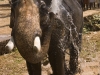 Bathing elephant at a temple festival in Wadakkancheri, Thrissur District.