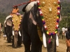 Ceremonial elephants, temple festival in Wadakkancheri, Thrissur District.