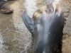 Dolphin dying at Malpe harbor after getting caught in the nets.
