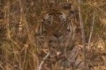 Bandhavgarh: Tigers in the wild, at last Bandhavgarh: Tigers in the wild, at last