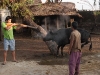 Phejin\'s brother killing the cow for the Aoleong Festival