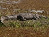 Crocodile, Bagerhat