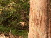 Tiger scratches on a tree marking territory Bandhavgarh National Park