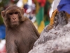 Swayambhunath (Monkey Temple)