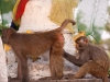 Swayambhunath (Monkey Temple)