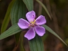 Wild flower, Phawngpui