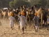 Driving the camels, Pushkar.