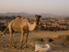 Camels at the trading grounds, Pushkar.
