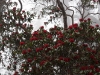 Blooming rhododendron, Goecha La trek.