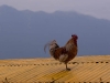 Rooster on the roof, Tawang Gomapa