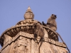 Langurs on a temple at Ekling